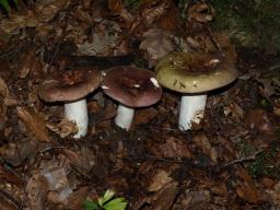 Russula olivacea