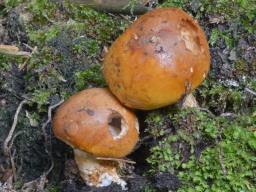 Cortinarius subvalidus