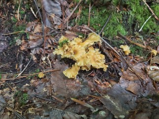 Cantharellus romagnesianus