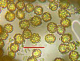 Tulostoma brumale