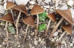 Psathyrella microrhiza