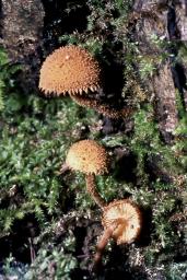 Flammulaster muricatus