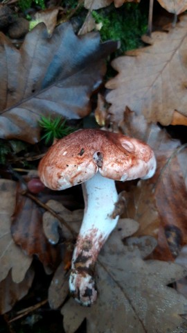 Hygrophorus russula