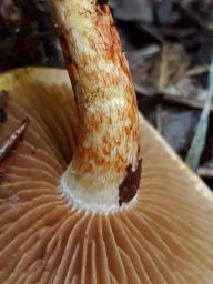 Cortinarius bolaris