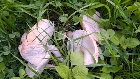 Leucoagaricus leucothites