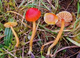 Hygrocybe insipida