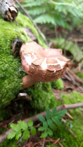 Tylopilus felleus