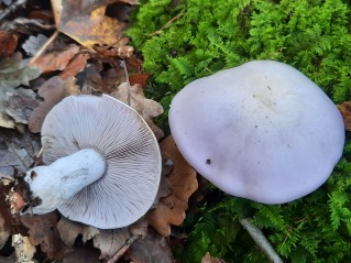 Lepista glaucocana