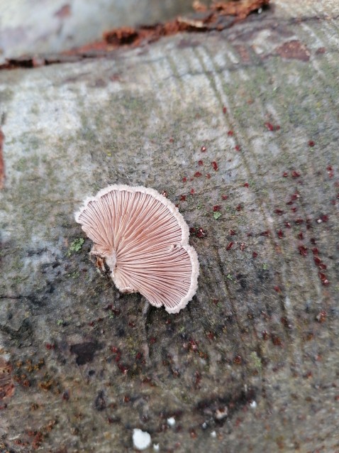 Schizophyllum commune