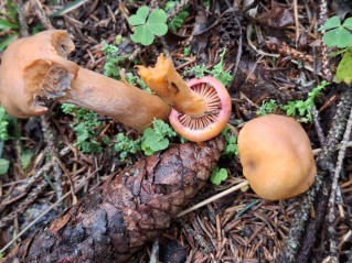 Chroogomphus helveticus