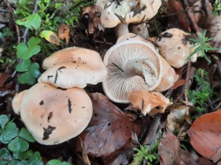 Hygrophorus pudorinus