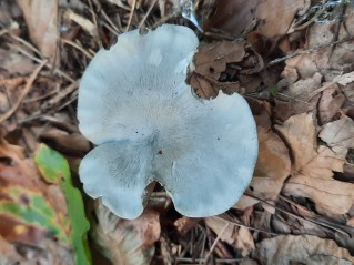 Clitocybe odora