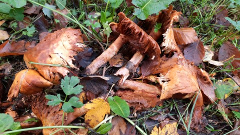 Phaeolepiota aurea