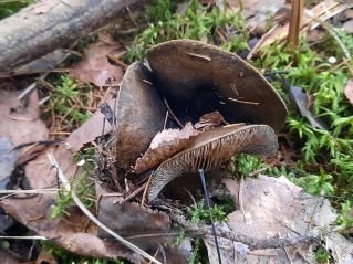 Lactarius necator