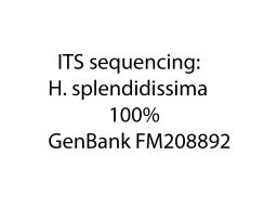 Hygrocybe splendidissima