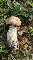 Leccinum versipelle