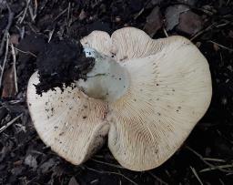 Lactifluus glaucescens