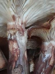 Armillaria mellea