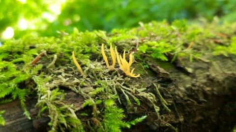 Calocera cornea