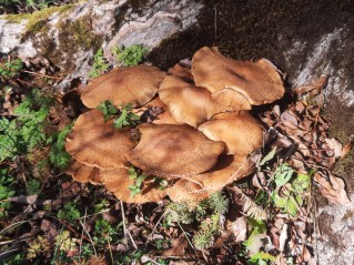 Pholiota squarrosa