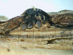 Diaporthe impulsa