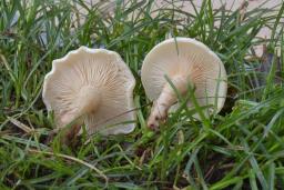 Clitocybe dealbata