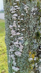 Schizophyllum commune