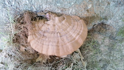Ganoderma applanatum
