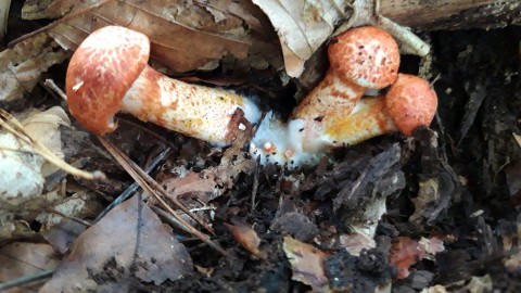 Cortinarius bolaris