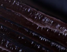 Coprinellus ellisii