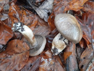 Cortinarius infractus