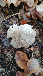 Tricholoma pardinum