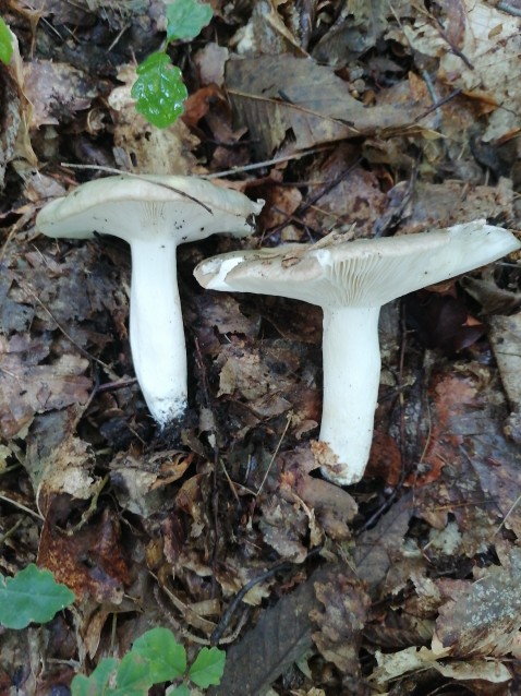 Russula aeruginea