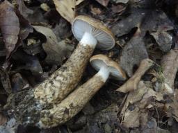 Hygrophorus persoonii