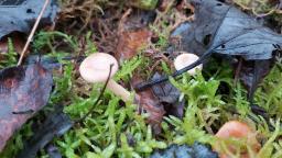 Lactarius glyciosmus