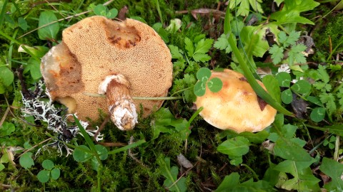 Suillus grevillei