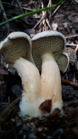 Suillus bovinus