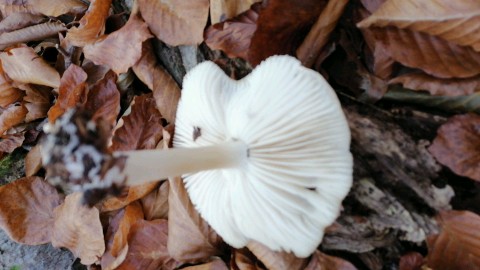 Megacollybia platyphylla