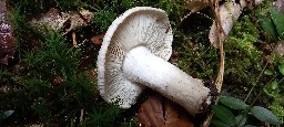 Tricholoma pardinum