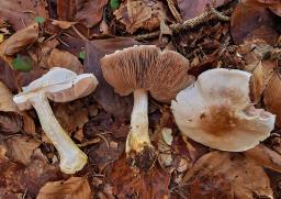 Agaricus porphyrizon