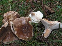 Russula acrifolia