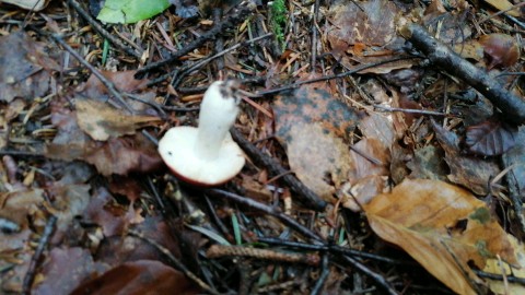 Russula emetica