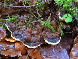 Phellopilus nigrolimitatus