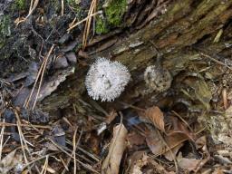 Berkelella stilbigera