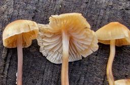 Atheniella leptophylla