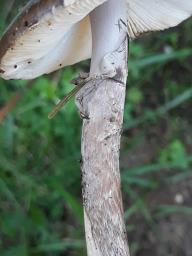 Amanita porphyria