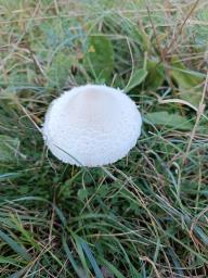 Lepiota erminea