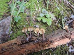 Gymnopilus bellulus