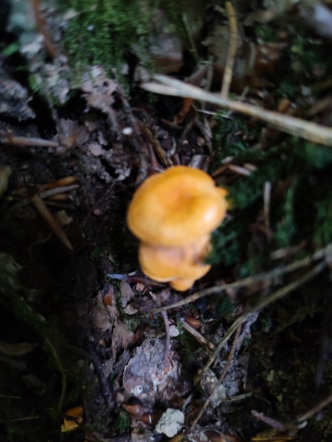 Cantharellus friesii