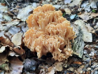 Ramaria flavosalmonicolor